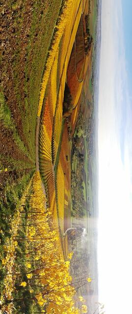 Herbstleuchten in den Weinbergen
