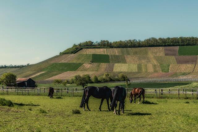 Blick auf das Hörnle
