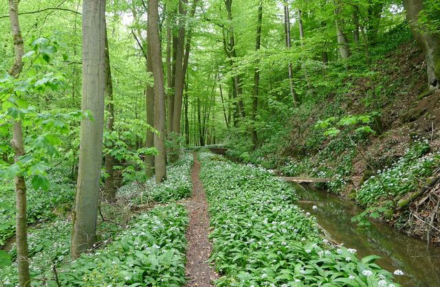 Bärlauchzeit im Kupfertal/Forchtenberg