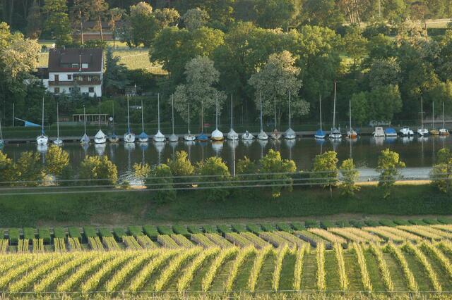 Lauffen, der Neckar und der Wein