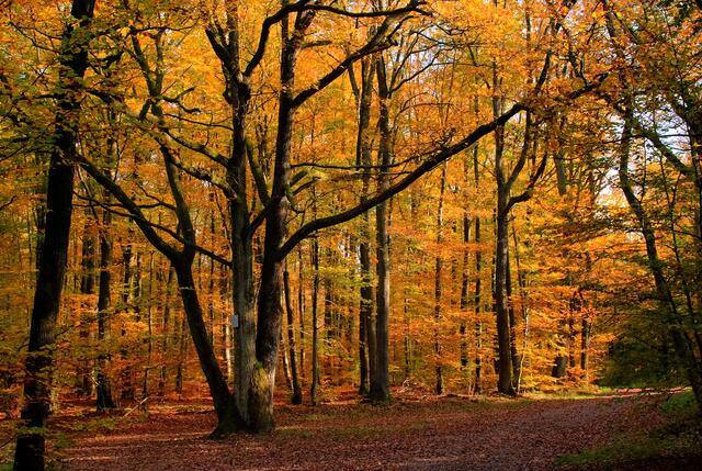 Ein Baum = Drei Eichen im Wald bei Neipperg