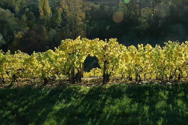 Weinbergstimmung bei Lauffen