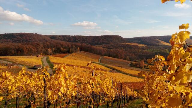 Herbst in den Weinbergen