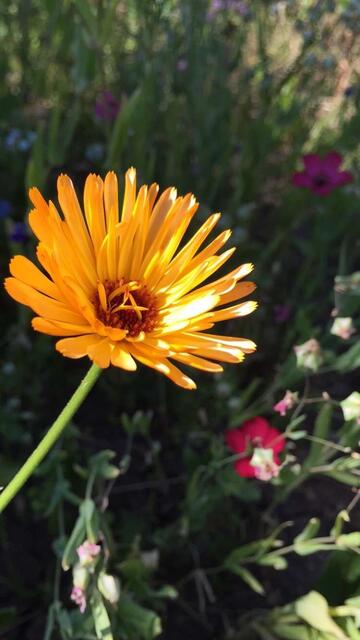 Sommerblume