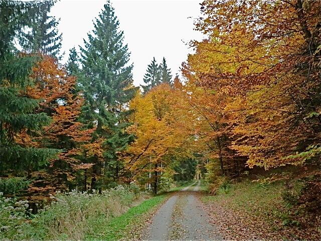 Herbstwald bei Neuhütten...