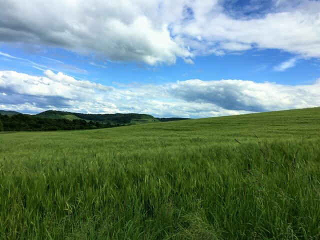 Feld bei Beilstein Mai