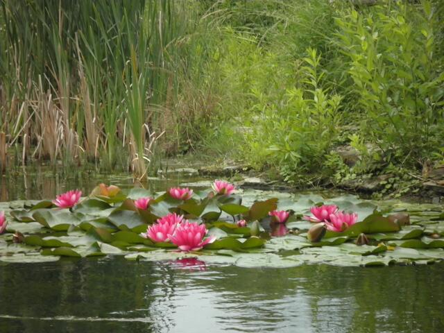 Seerosenteich