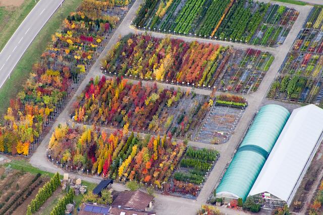 Baumschule im Herbst