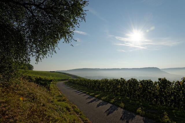 Weinberge im Nebel, Neckarsulm
