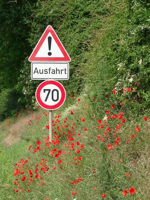 Das Rot des Klatschmohns ist schöner