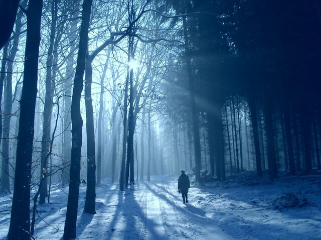 Blau Stunde im Dezemberwald
