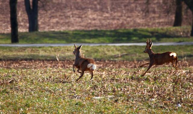 Wettlauf der Rehe am Platzhof