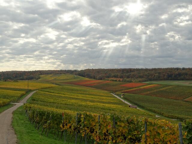 Fleiner Weinberge