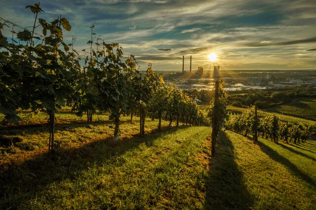 Weinbau und Industrie am Neckar