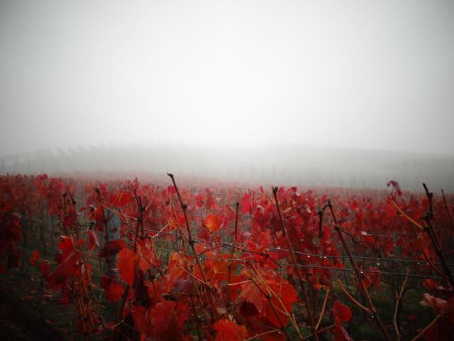 Wein in Nebel