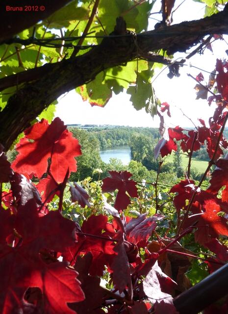 Herbstfarben Blick auf den Neckar