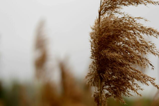 Gras im Wind am Breitenauer See