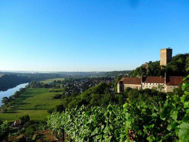 Burg Ehrenberg bei Heinsheim am Neckar