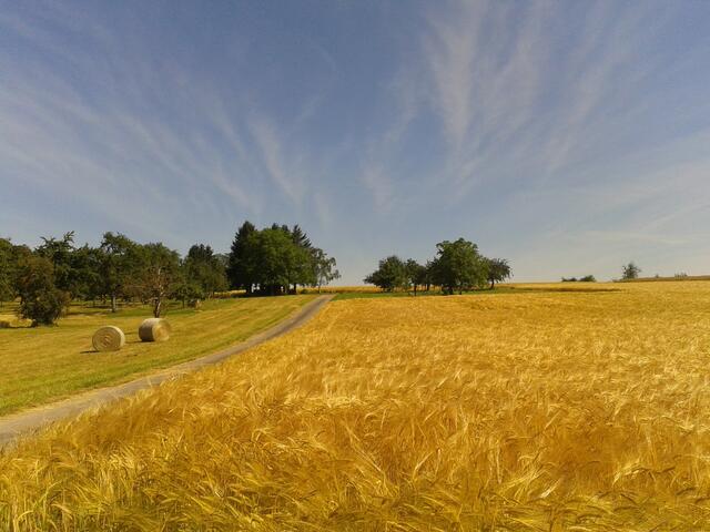 goldene Sommergerste bei Schwaigern-Massenbach