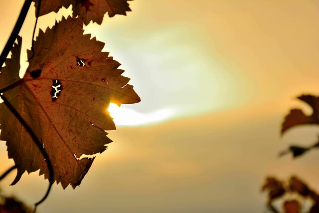 Herbstabend am Weinberg