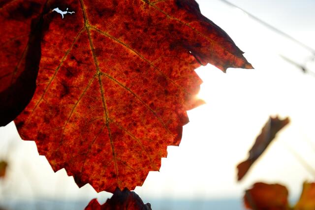 Herbsttag in Gundelsheim