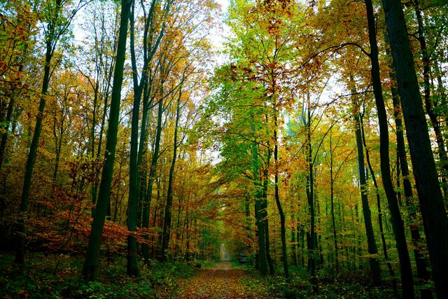 Waldspaziergang in Gundelsheim