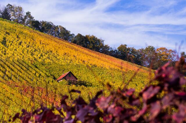 Herbstfarben am Scheuerberg in Neckarsulm