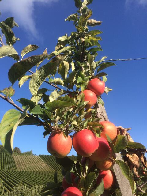 Goldener Oktober