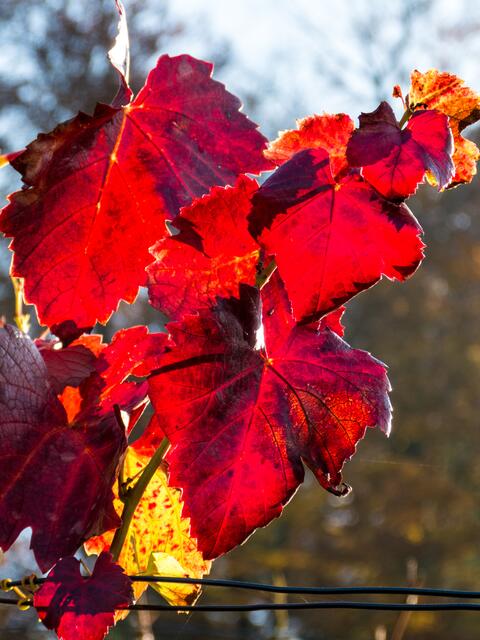 Weinblätter im Herbst