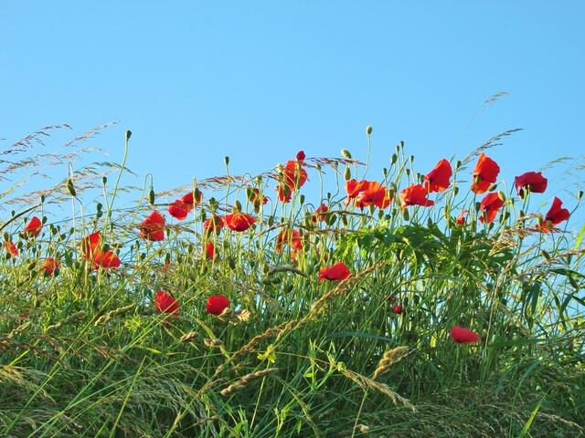 Mohnblumen im Bretzfelder Abendwind