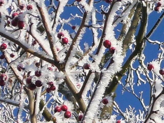 Der erste Frost bei Waldenburg