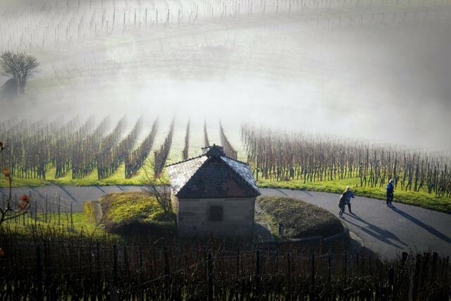 Morgenspaziergang am Scheuerberg