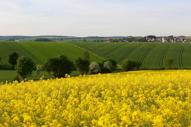 Rapsblüte zwischen Eppingen und Richen