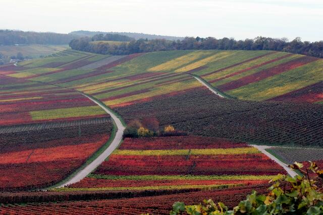 Brackenheimer Weinberge