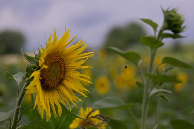 Sonnenblume