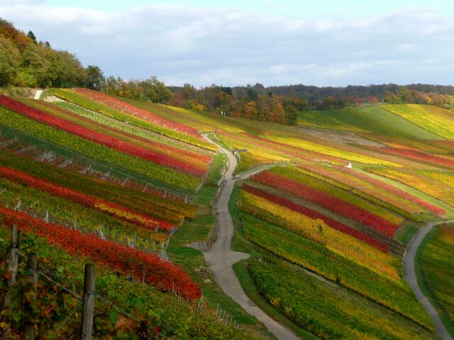 Herbstfärbung in den Niederhaller Weinbergen