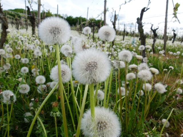 Pusteblume im Weinberg