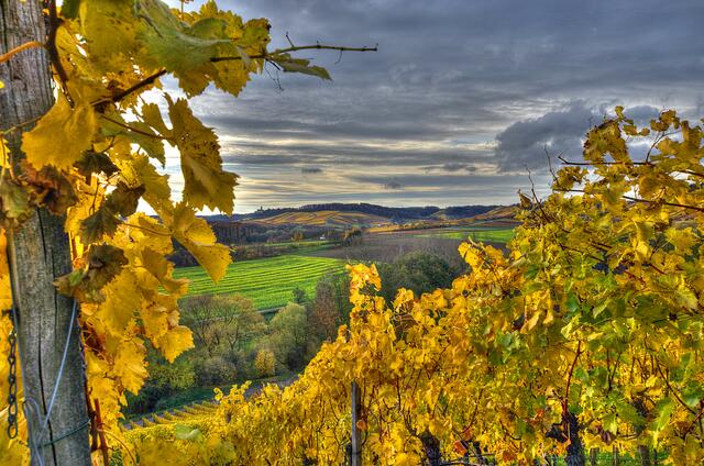 Zabergäu im Herbst
