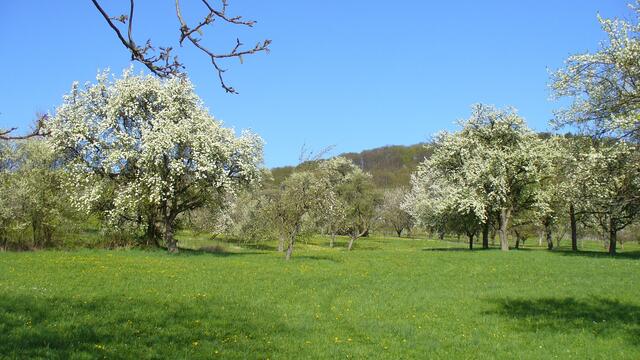 Hohenloher Streuobstwiese im Frühling
