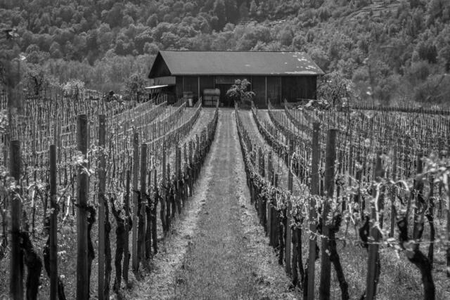 Heilbronner Weinland