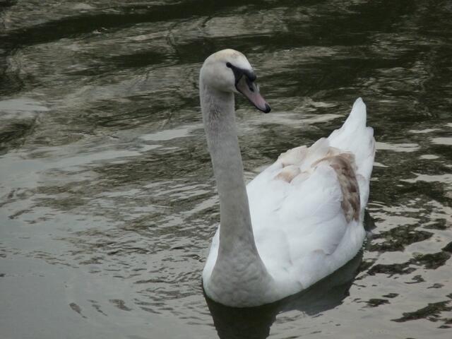 Stolzer Schwan auf der Jagst