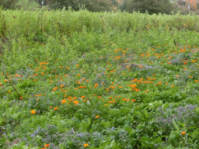 Blumenwiese im Herbst