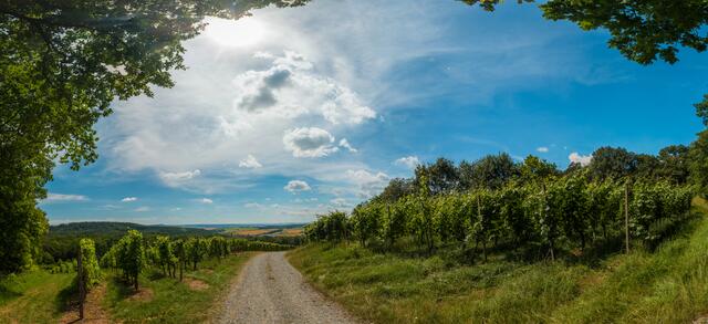 Weinberge über Löwenstein