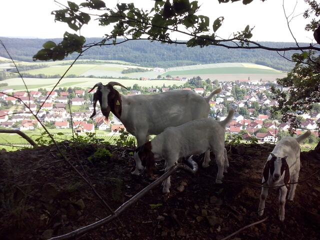 Hoch über Eberstadt