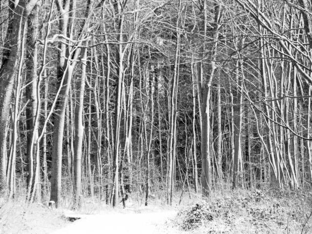 Jägerhauswald schwarzweis