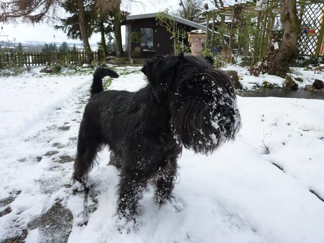 Schneefreuden