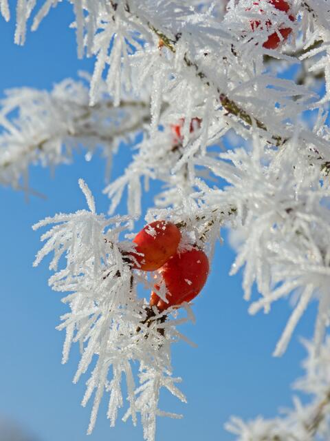 Hagebutte im Frost