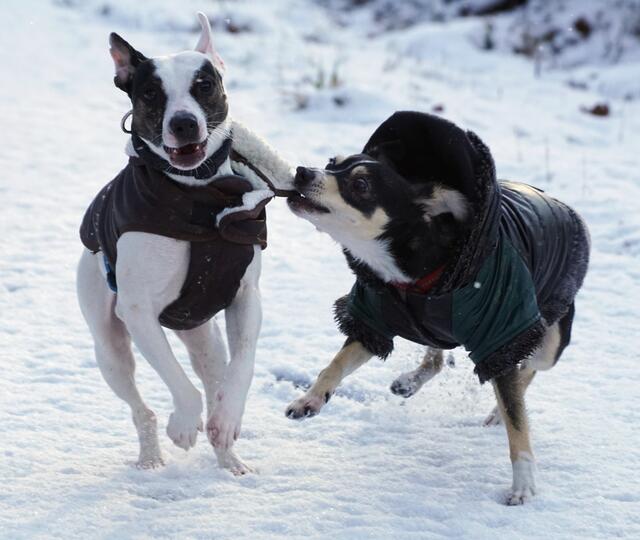 Es ist so wunderschön im Schnee zu spielen, aber gib mir deine Jacke, falls es noch kälter wird!
