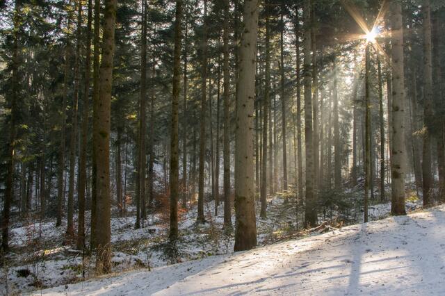 Winterwald