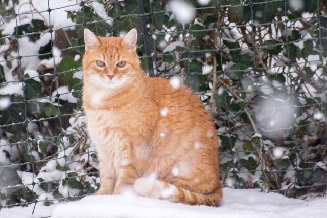 Schneekatze